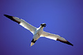  Fou de Bassan oiseau vol transport matériaux ciel bleu envergure mer littoral Bretagne Côtes d'Armor Manche 